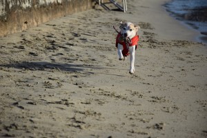 Tollen am Strand vom Portoroz