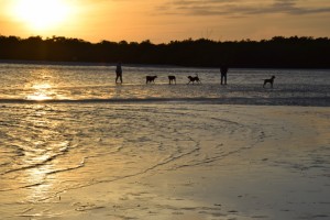 Doggy Date_Florida15