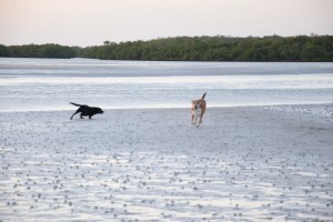 Doggy Date_Florida17