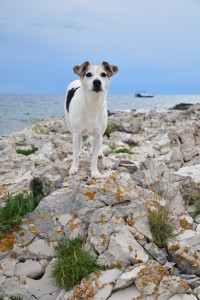 DoggyDate_Kroatien2016_25