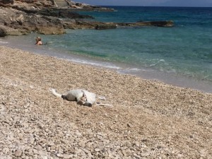 DoggyDate_Kroatien2016_27