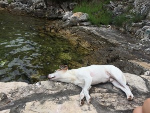 DoggyDate_Kroatien2016_29