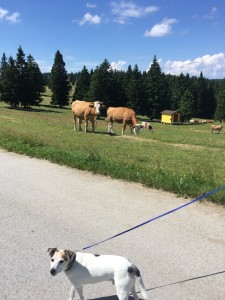 Auch Kühe gibt es zu bestaunen 