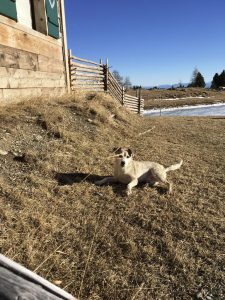 doggydate_kaernten12