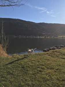 doggydate_kaernten21