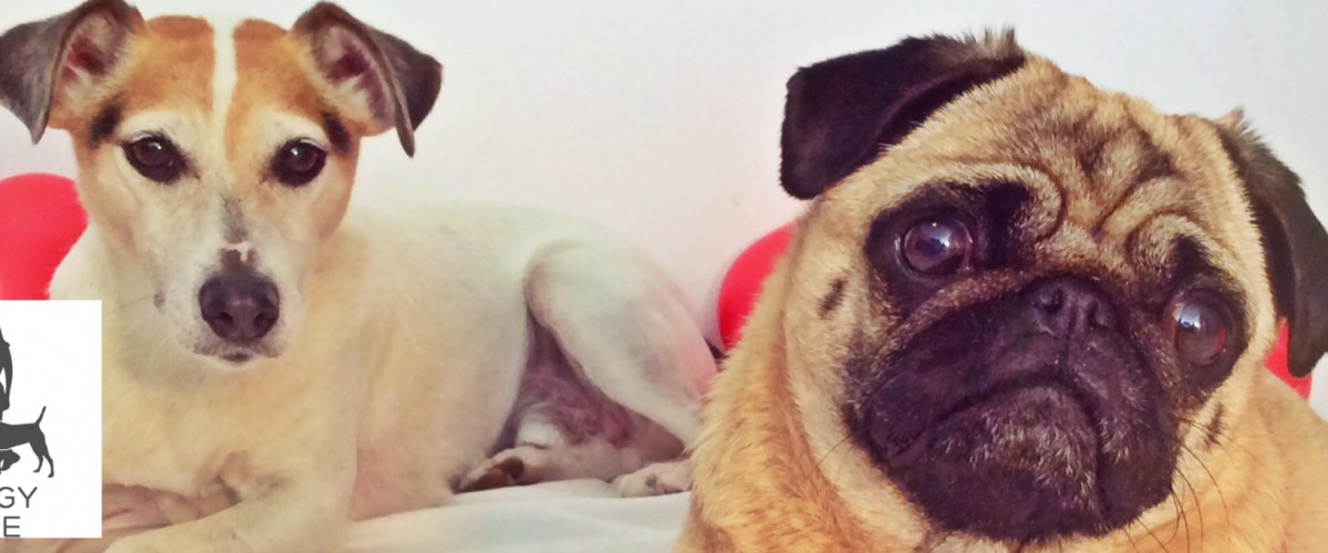 Hunde dating wien